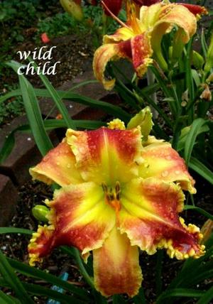 Wild Child (Salter, 2005)